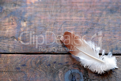Feather On Wood