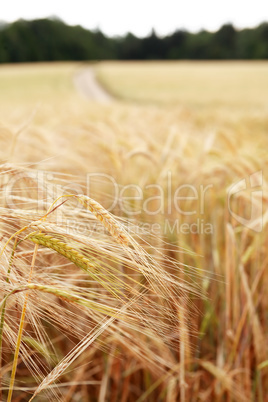 Wheat Field