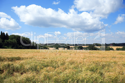 Wheat Field