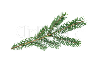 Fir Tree Branch