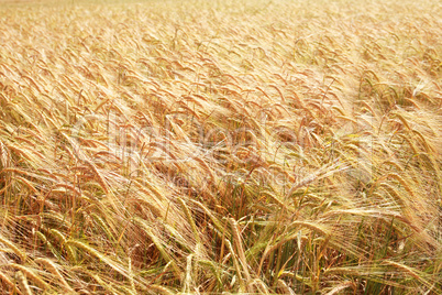 Wheat Field