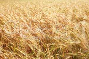 Wheat Field