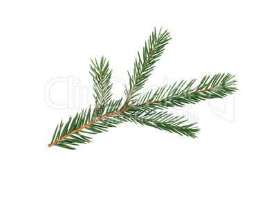 Fir Tree Branch