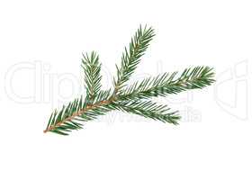 Fir Tree Branch