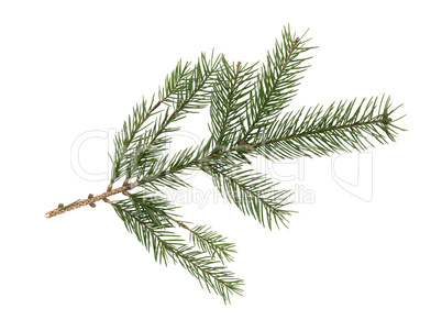 Fir Tree Branch