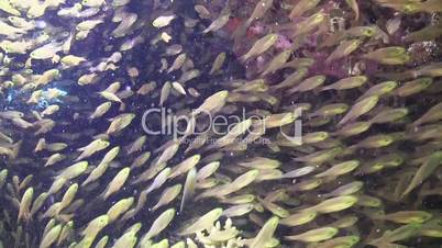 Huge Shoal of Small Fish on Coral Reef, underwater scene