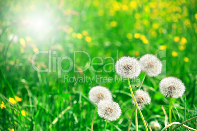 Downy Dandelions