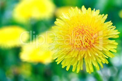 Yellow Dandelion