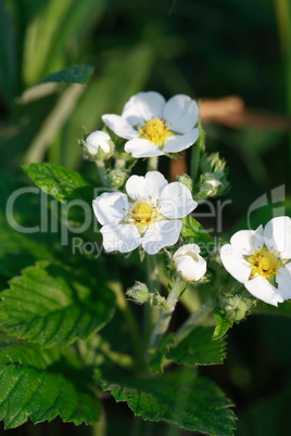 Wild Strawberries Flowers