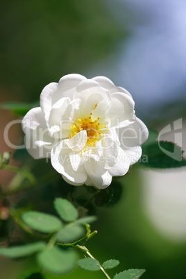 White Wild Rose