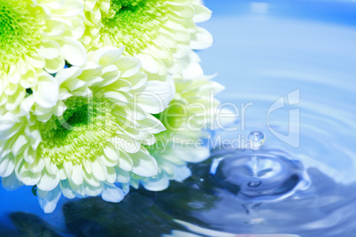 Flowers Above Water