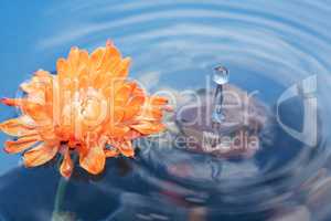 Flower On Water