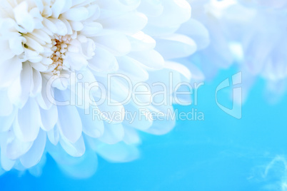 White Chrysanthemum