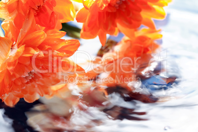 Flowers Above Water