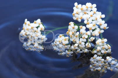 Flowers On Water
