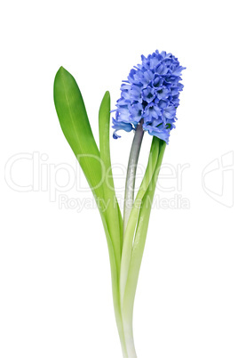 Hyacinth On White