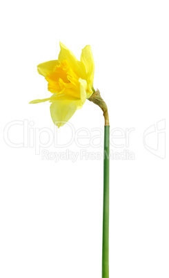 Daffodil On White