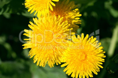 Dandelion Flowers