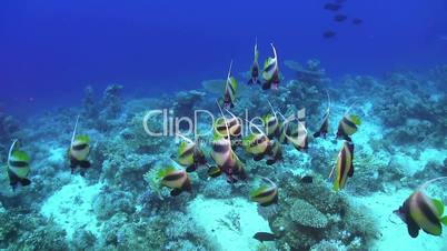 Tropical Banner Fish on Vibrant Coral Reef, underwater scene