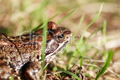Frog In Grass