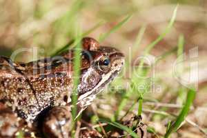 Frog In Grass