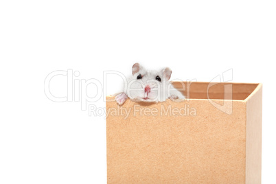 Hamster In Box