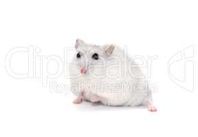 Hamster On White
