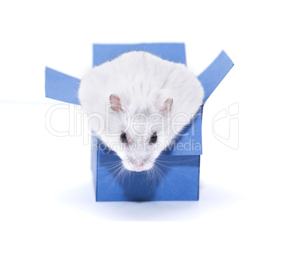 Hamster In Box