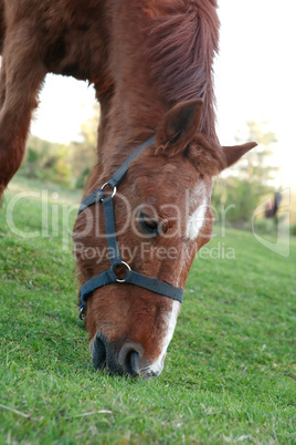 Horse On Pasture