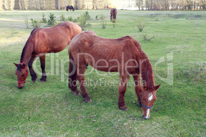 Horses On Pasture