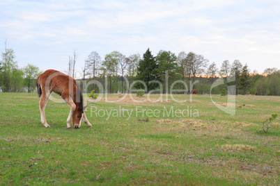 Alone Colt With Sprawling Legs