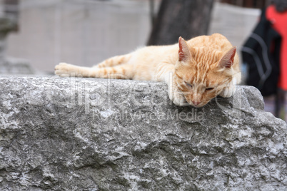Cat On Marble