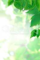 Green Leaves Background
