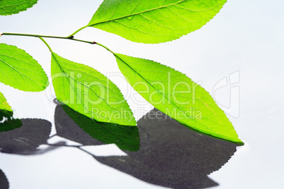 Leaves Above Water