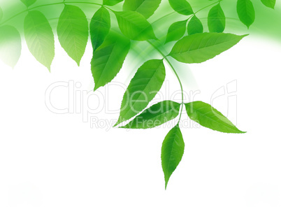 Green Leaves Border