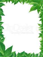 Green Leaves Frame