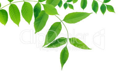 Green Leaves Border