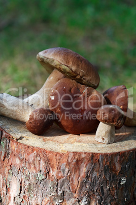 Mushrooms On Log