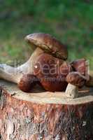 Mushrooms On Log