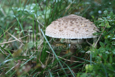 Toadstool In Forest