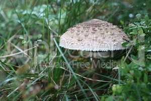 Toadstool In Forest