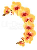 Yellow Orchid Border