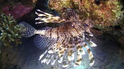 African Lionfish on Coral Reef, Red sea