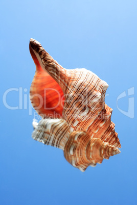 Conch Snell