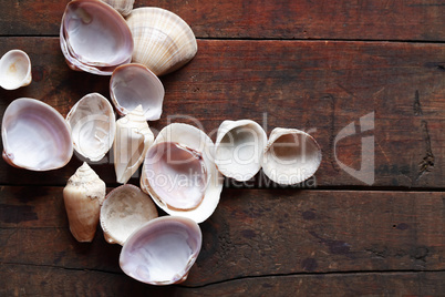 Shells On Wood