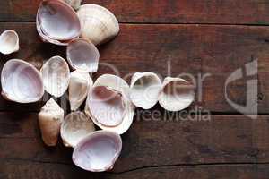 Shells On Wood