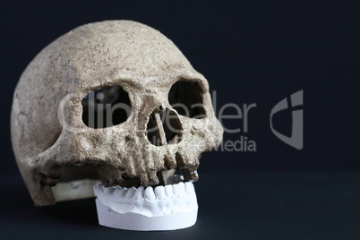 Skull And Jaw