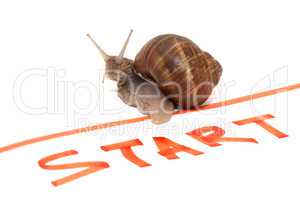Snail Sportsman