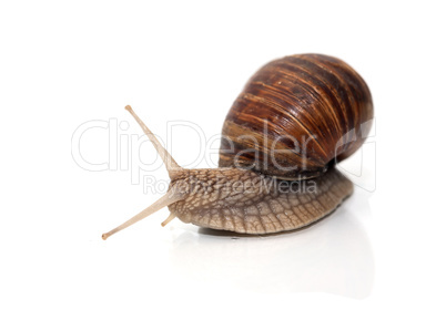 Snail On White