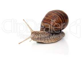 Snail On White